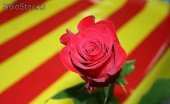 XXXVI CERTAMEN LITERARI DE SANT JORDI